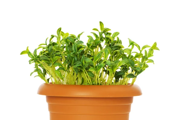 Seedlings growing in the clay pot — Stock Photo, Image
