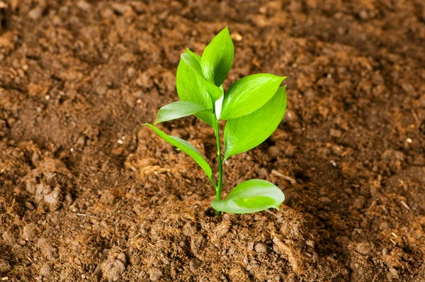 Piantina verde che cresce dal suolo — Foto Stock