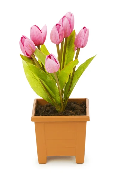 Colourful tulips isolated on the white — Stock Photo, Image