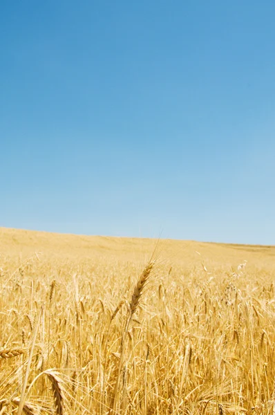 Wheat field on the bright summer day Stock Photo