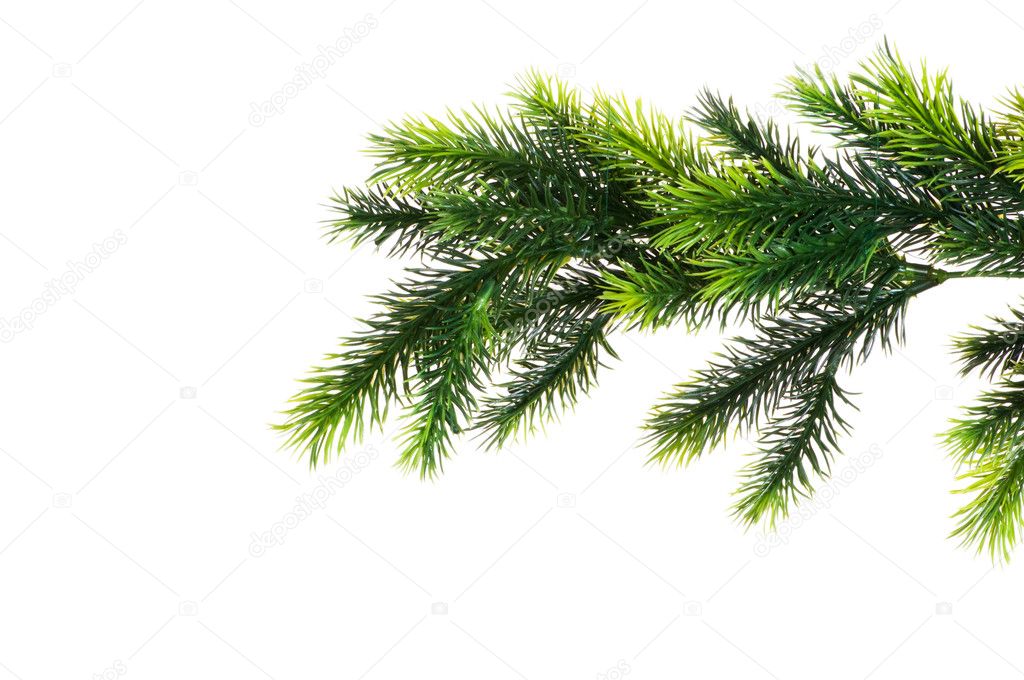 Close up of fir tree branch isolated