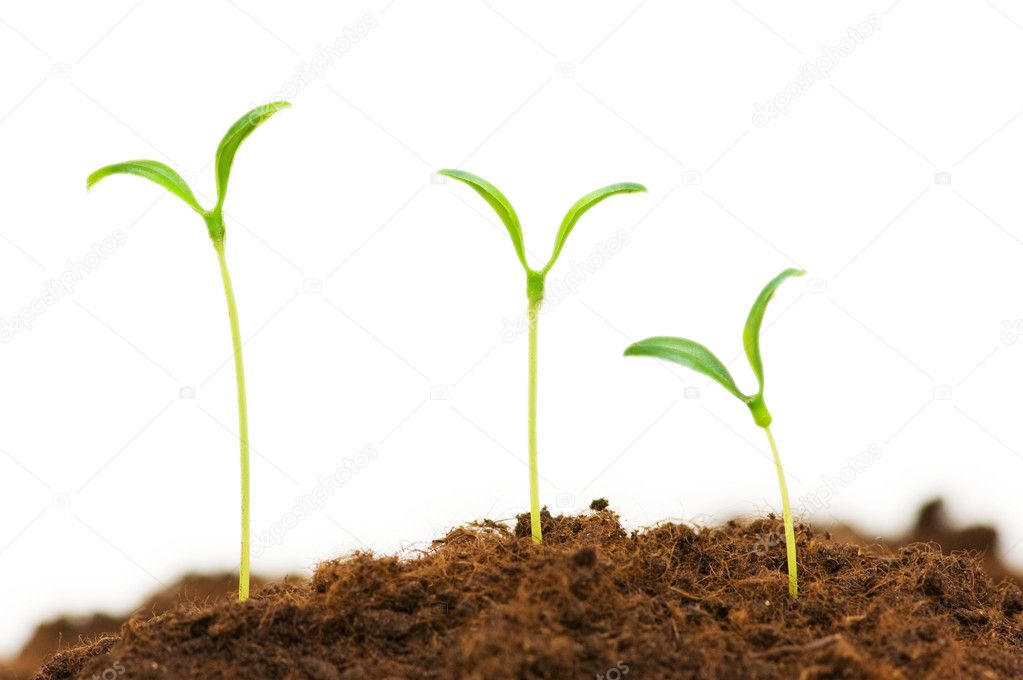 Three seedlings