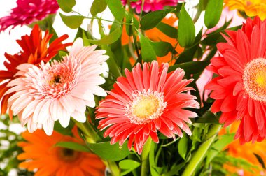 Red gerbera flower clipart