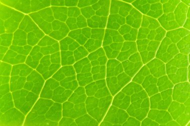 Very extreme close up of green leave clipart
