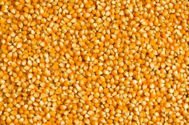 Bright corn kernels clipart