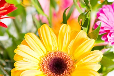 Yellow gerbera flower clipart