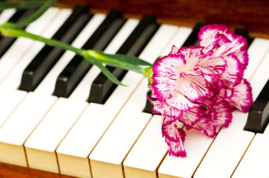 Romantic concept - carnation on piano clipart