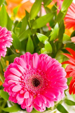 Red gerbera flower clipart