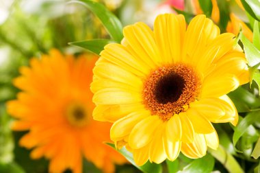 Yellow gerbera flower clipart