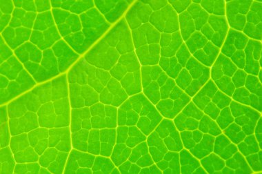 Very extreme close up of green leave clipart