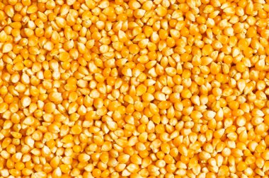 Bright corn kernels arranged clipart