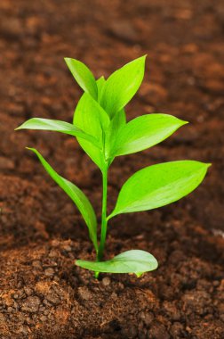 New life concept - green seedling clipart