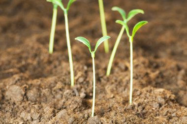 Green seedling growing out of soil clipart