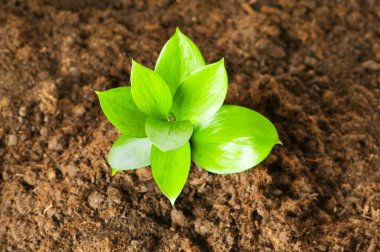 New life concept - green seedling clipart