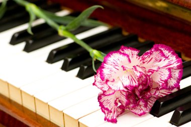 Romantic concept - carnation on piano clipart