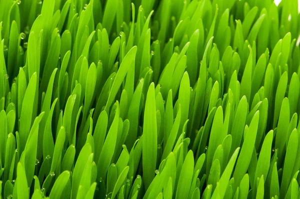 Κοντινό πλάνο πράσινο γρασίδι θερινή ημέρα — Φωτογραφία Αρχείου