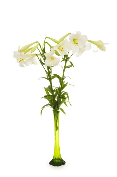 Lilies isolated on the white — Stock Photo, Image