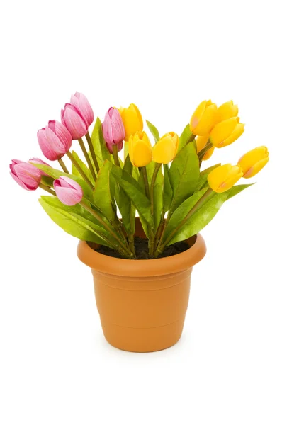 Цветные тюльпаны, изолированные на белом — стоковое фото