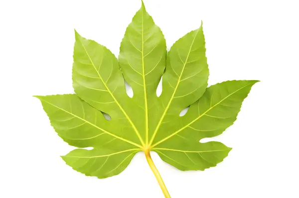 Green fig leaf isolated on the white — Stock Photo, Image