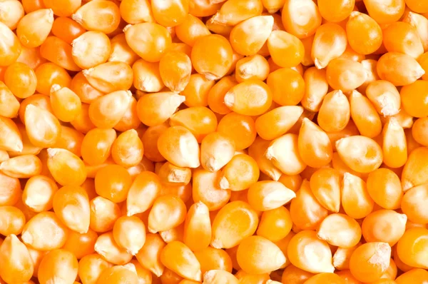 Bright corn kernels — Stock Photo, Image