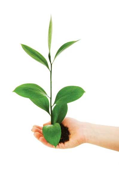 고립 된 손에 녹색 경종 — 스톡 사진