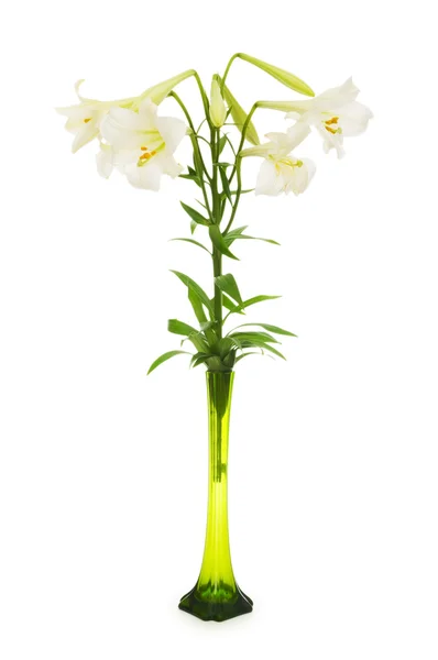 Лилии, изолированные на белом — стоковое фото