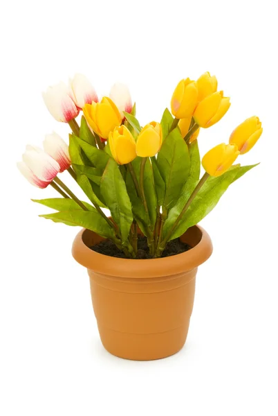 Topf mit Tulpen isoliert auf weiß — Stockfoto