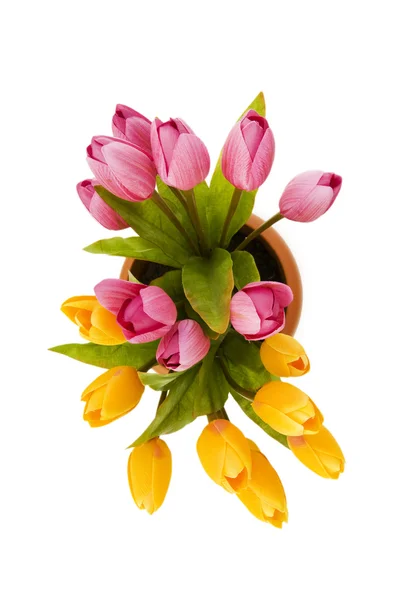 Kleurrijke tulpen geïsoleerd op de witte — Stockfoto