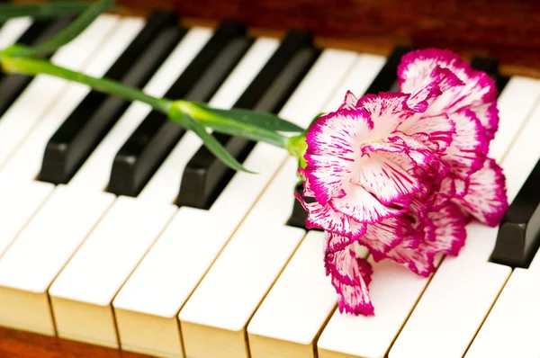 ロマンチックな概念 - ピアノでカーネーション — ストック写真