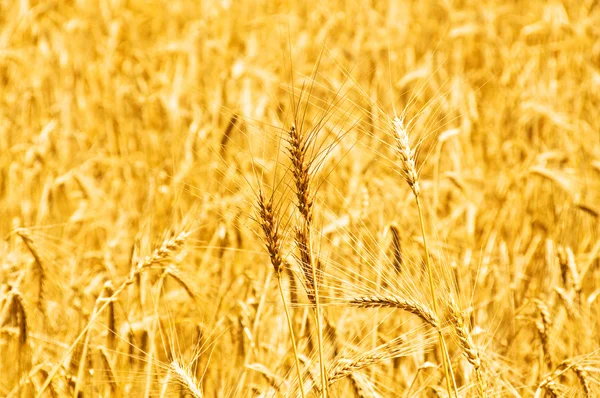 Пшеничное поле в светлый день — стоковое фото