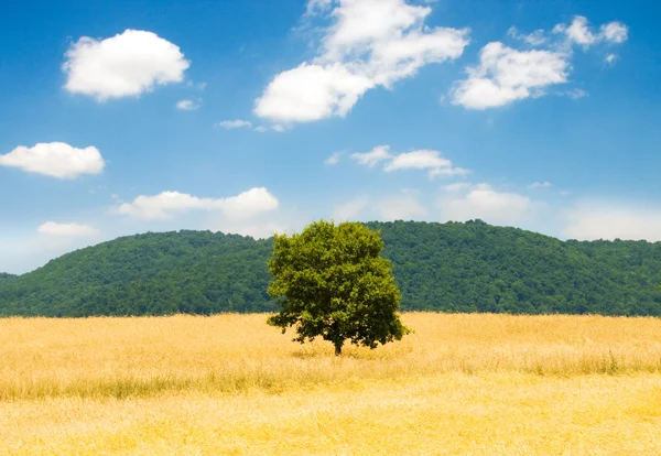 Osamělý strom na poli pšenice — Stock fotografie