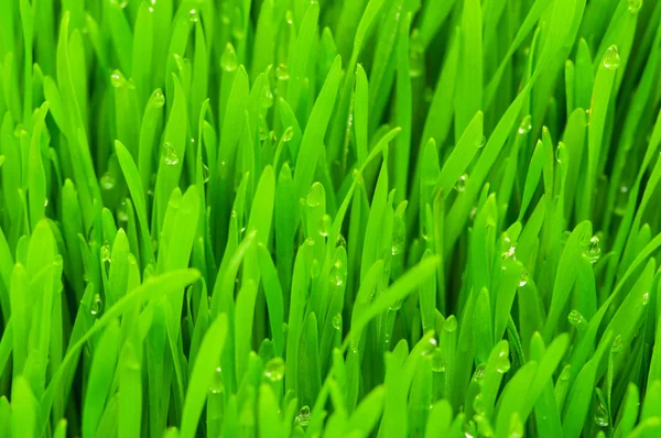 Κοντινό πλάνο του πράσινου χόρτου — Φωτογραφία Αρχείου