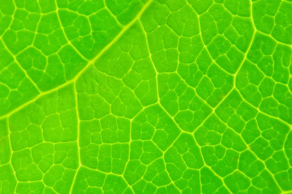 Zeer extreme close-up van groene verlof — Stockfoto