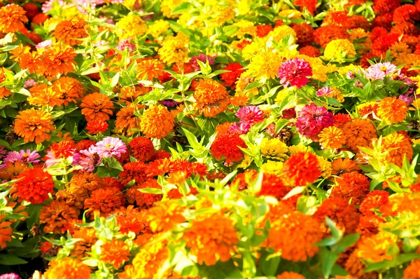 Cama de flores en el día brillante — Foto de Stock