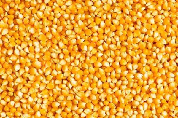 Bright corn kernels arranged — Stock Photo, Image