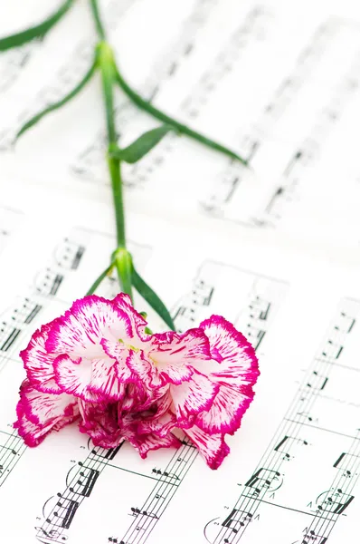 Concepto romántico - claveles en notas —  Fotos de Stock