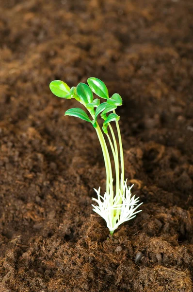 Nouveau concept de vie - semis vert — Photo