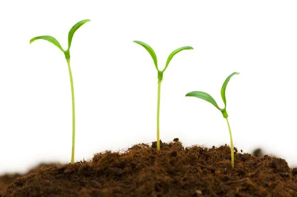 Three seedlings — Stock Photo, Image