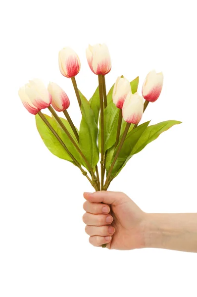 Hände, die Tulpen isoliert halten — Stockfoto
