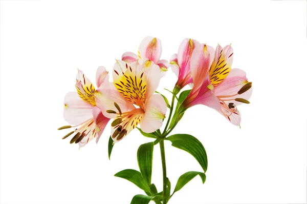 Цветные лилии, изолированные на белом — стоковое фото