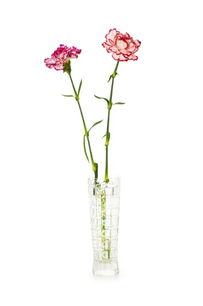 Red carnation isolated on the white — Stock Photo, Image