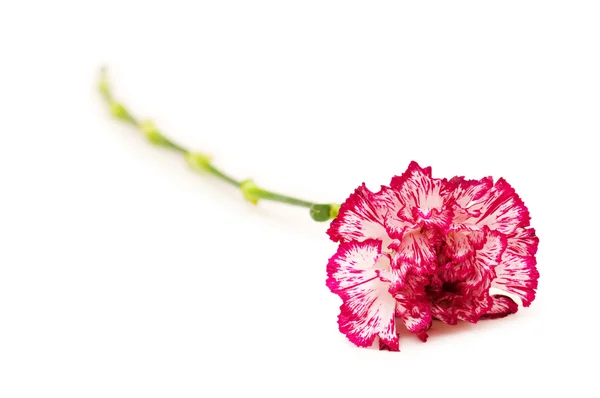 孤立在白色的红色康乃馨 — 图库照片