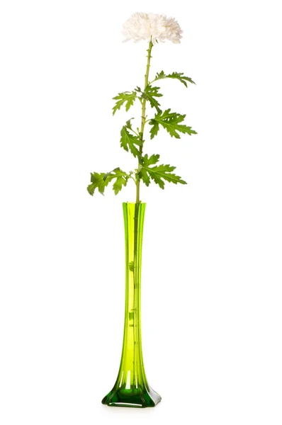 Chrysanthème (mamans) en vase vert — Photo
