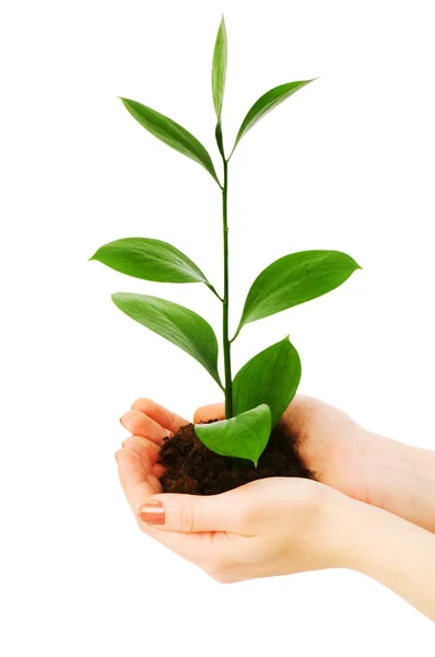 Green seedling in hand isolated — Stock Photo, Image