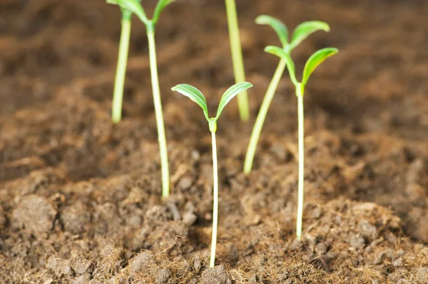 Zielone sadzonki rosnące z gleby — Zdjęcie stockowe