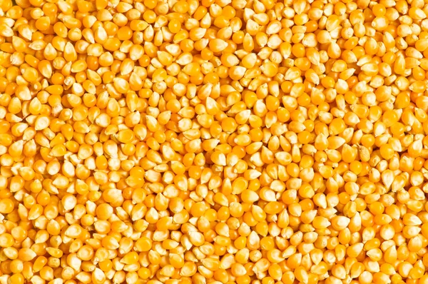 明るいトウモロコシの穀粒 — ストック写真