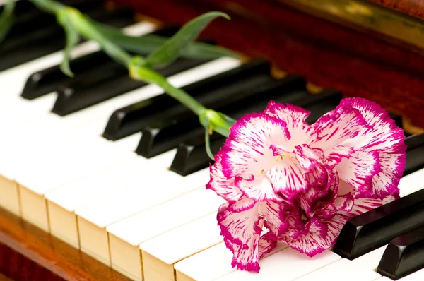 浪漫的概念-康乃馨在钢琴上 — 图库照片