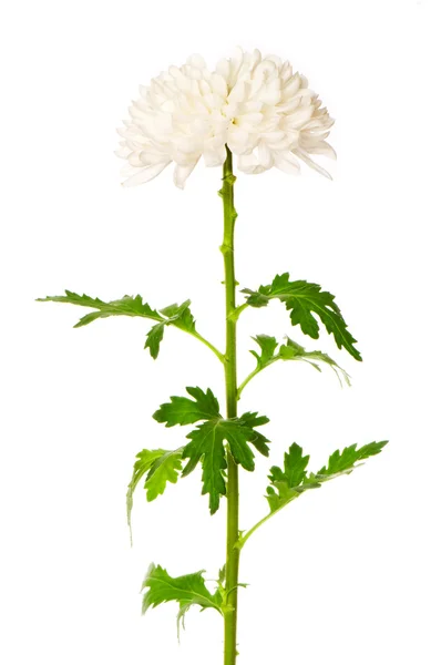 stock image Chrysanthemum (mums)