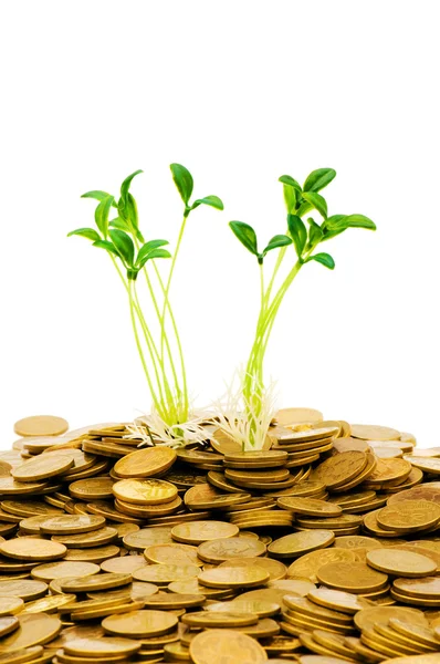 Gröna plantor växer från mynt — Stockfoto