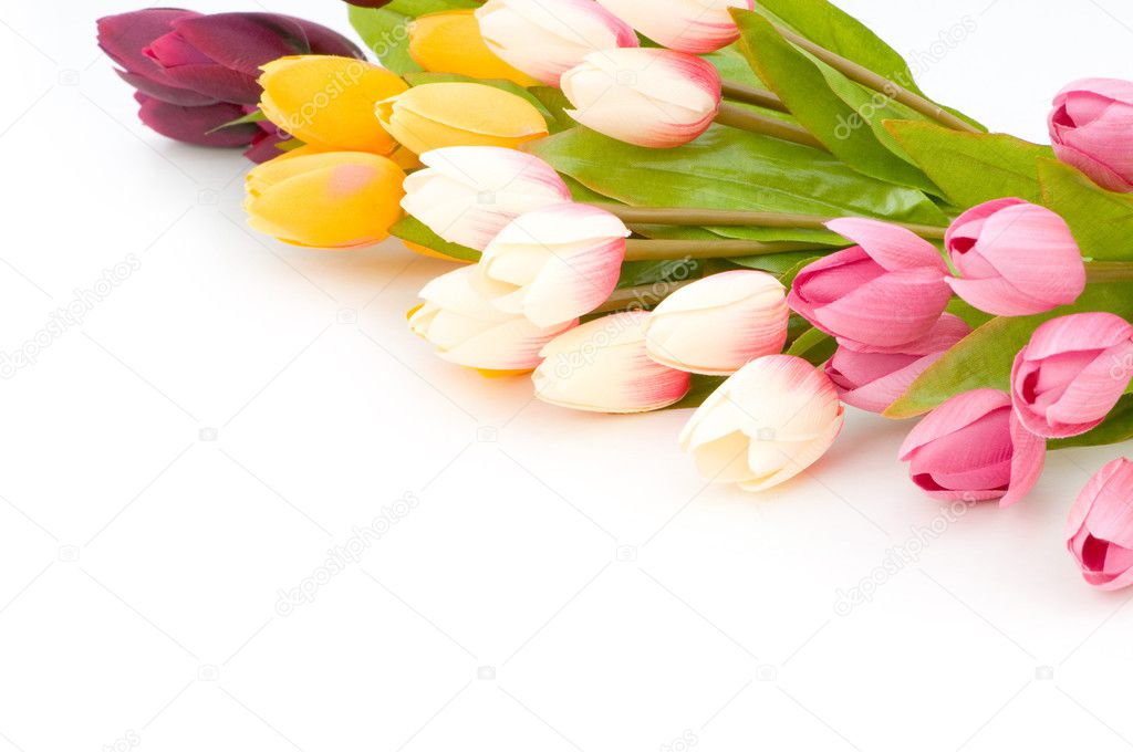 Many tulips isolated on the white